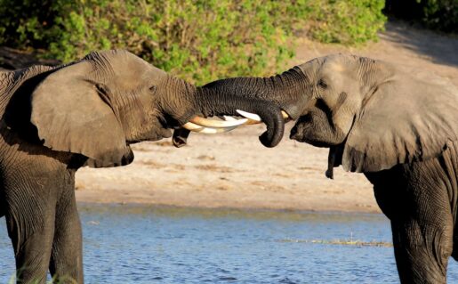 Botswana-Safari-01
