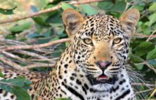 Leopard auf Safari Safari