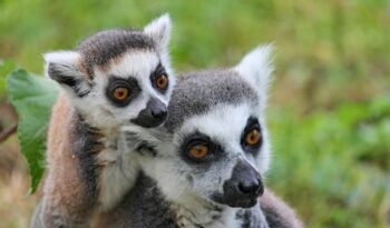 berenty-lodge-safari-madagaskar2