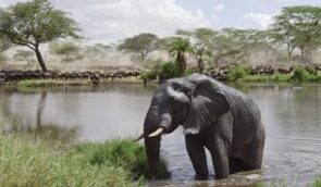 central-serengeti-safari3