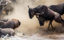 Afrika Migration der Tiere