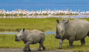 tansnia-sansibar-safari1